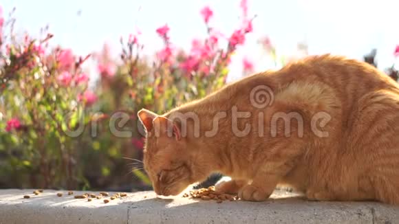 一只红猫慢吞吞地在石头花坛上吃宠物食品视频的预览图