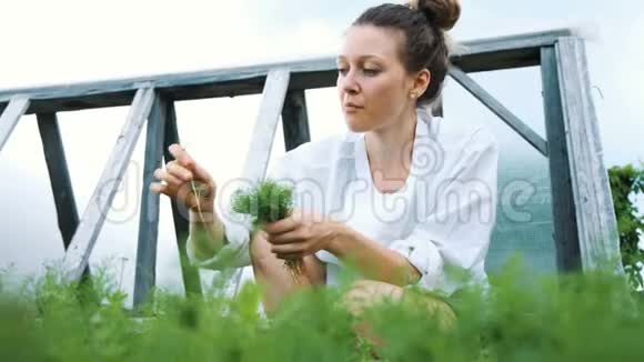 女人在夏天的花园里摘着迪尔从花园的特写中吃东西视频的预览图