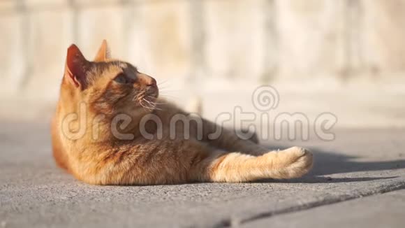 毛茸茸的红猫躺在路上试图缓慢地捕捉一些东西视频的预览图