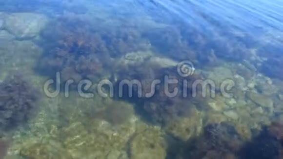 背景浅棕色和绿色海藻在海底透明水视频的预览图
