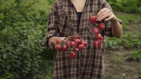 女人的手握在成熟的樱桃番茄的手心视频的预览图