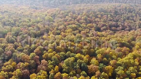 空中全景在阳光明媚的日子里飞行在一个绚丽多彩的树梢上叶子也在转动美丽的秋树视频的预览图