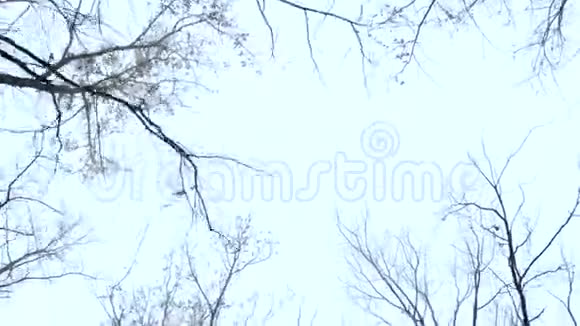 神秘多雾的秋林视频的预览图