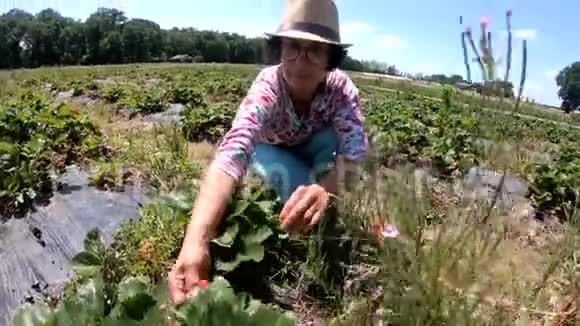 女人在田里收获草莓视频的预览图