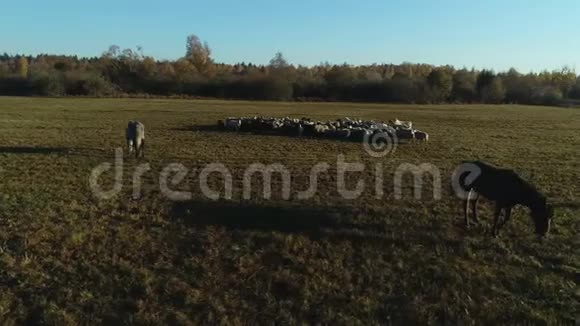 农场放牧的羊群和马匹的鸟瞰图视频的预览图