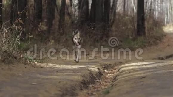 狗快乐地在森林里奔跑视频的预览图