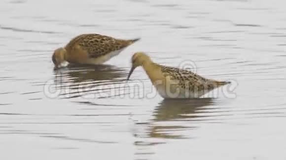 两只幼鸟走过沼泽寻找食物吃它视频的预览图