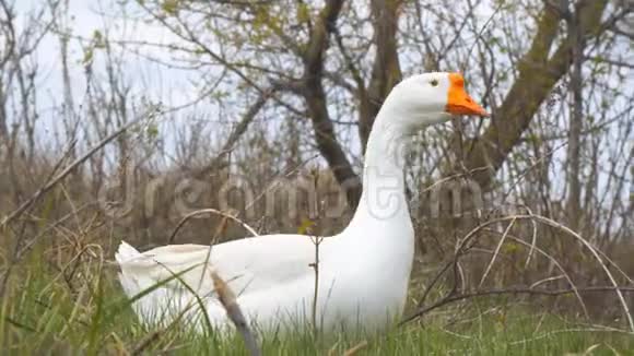 白鹅环顾四周走在草地上视频的预览图