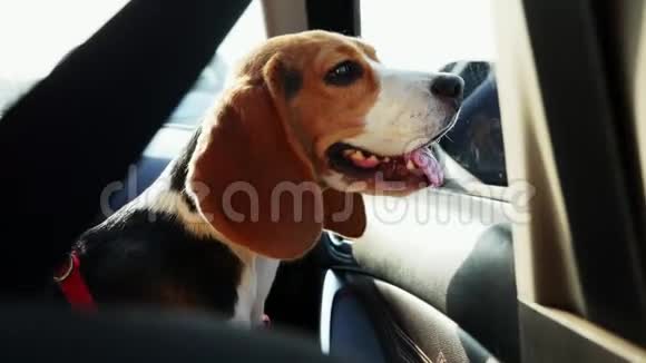 一只漂亮的小猎犬坐在车里在旅途中看着车窗视频的预览图