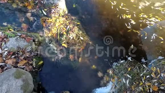 有枫树叶子的森林河流水视频的预览图