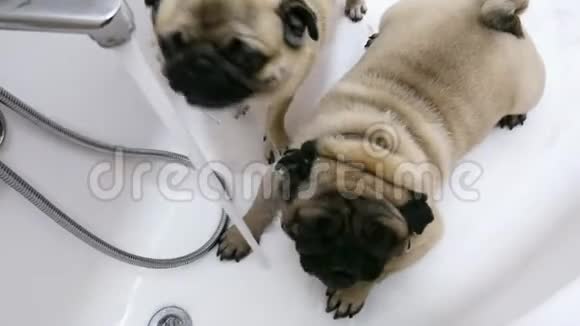 两只有趣的狗在洗澡时从水龙头里喝水散步后洗澡视频的预览图