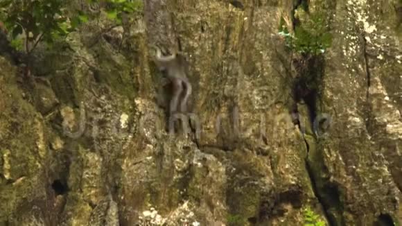 猕猴爬岩壁视频的预览图