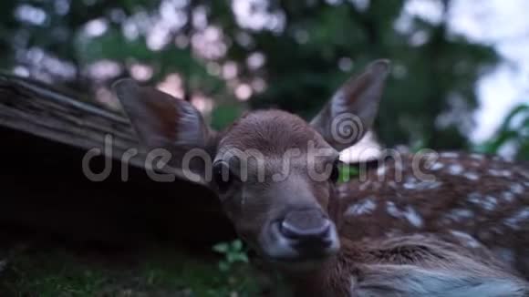 可爱的新虫休耕鹿在树干旁边打小鹿野生动物场景视频的预览图