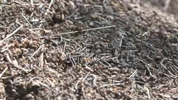 树林里的大蚁丘夏天森林里有一群蚂蚁的大蚁丘蚂蚁山上的蚂蚁在森林特写视频的预览图