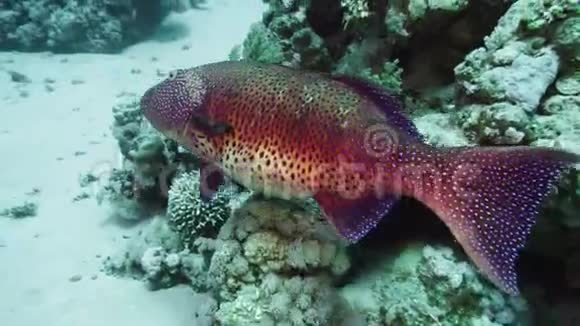 红海珊瑚中的长尾目视频的预览图