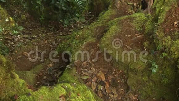马来西亚蕨类灌木上的森林苔藓视频的预览图