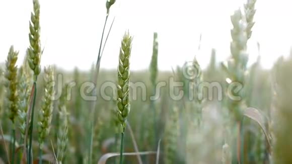 日落时的小麦收获农业用地视频的预览图