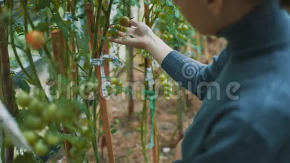 女农民在树枝上检查西红柿视频的预览图