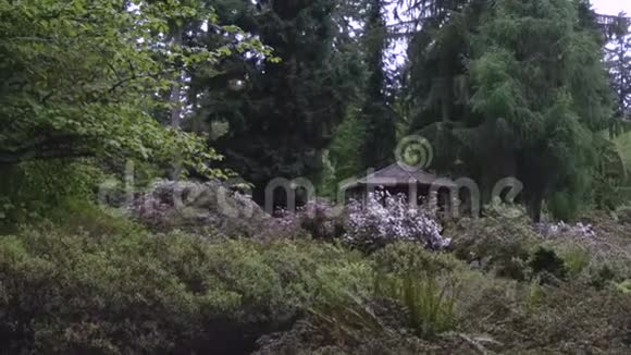 杜鹃花花园里的凉亭盛开的春天视频的预览图