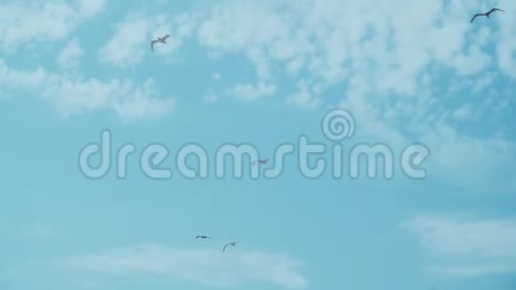 一群白色的海鸥带着云彩在蓝天上飞翔最后框架中只有一只海鸥视频的预览图