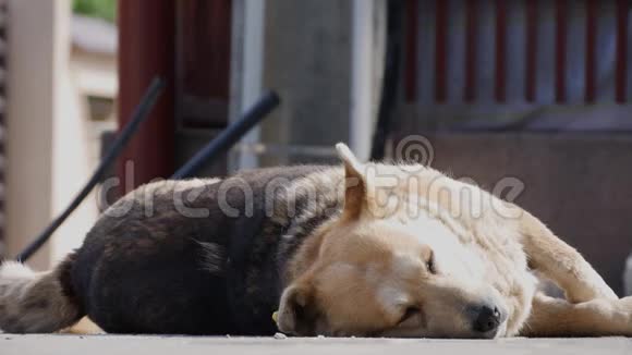 累狗躺着在街上轻松入睡视频的预览图