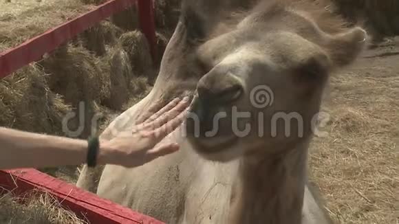 骆驼在动物园里拍摄视频的预览图