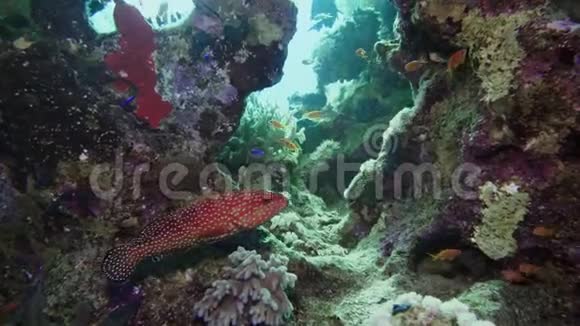 红海珊瑚中的长尾目视频的预览图