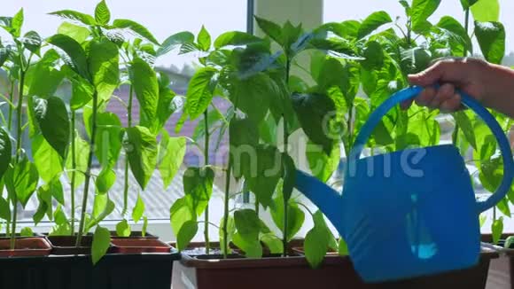 园丁在窗台上浇辣椒幼苗视频的预览图