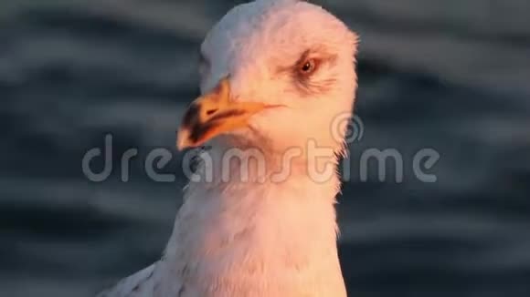 海鸥站在海边附近视频的预览图