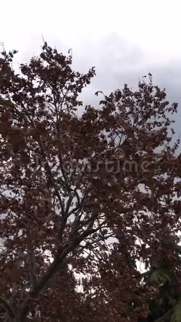 蓝天和教堂在风中摇曳的雄伟树木视频的预览图