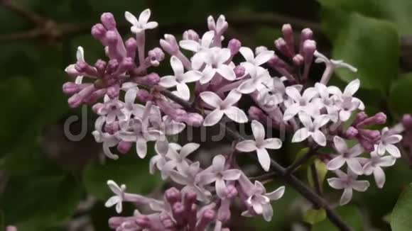 春天花园里的粉红色紫丁香盛开视频的预览图