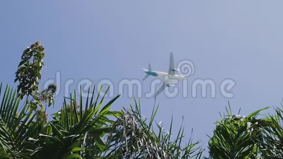 度假期间在棕榈树之间旅行的飞机视频的预览图