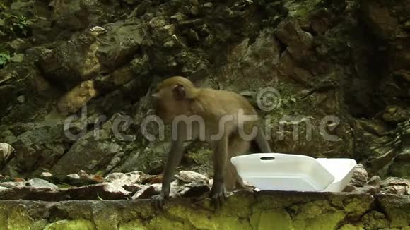来自泡沫塑料容器的猕猴猫视频的预览图