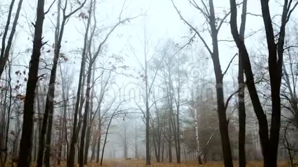 神秘多雾的秋林视频的预览图