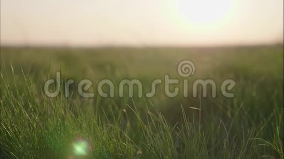 美丽的绿草和太阳的缓慢运动视频的预览图