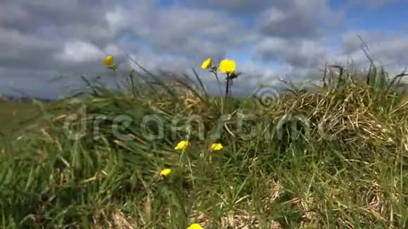 微风吹拂着鲜艳的黄色花朵视频的预览图