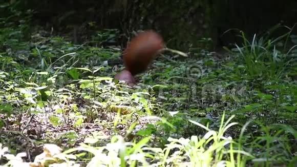 松鼠深尾巴蓬松隐藏在地面坚果中食物供应视频的预览图