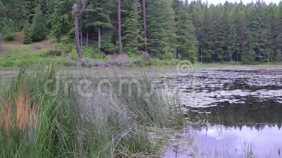 春天木湖的潘视频的预览图
