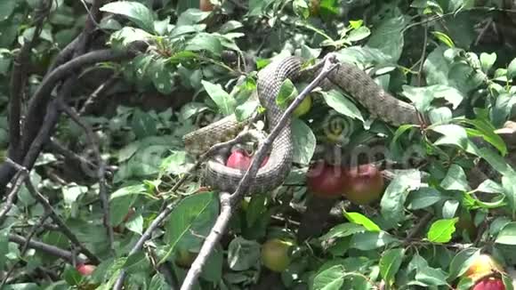 蛇在阳光下晒在树上骰子蛇Natrixtessellata视频的预览图