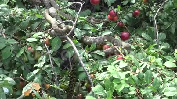 蛇在阳光下晒在树上骰子蛇Natrixtessellata视频的预览图
