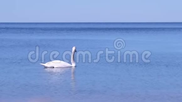 阳光明媚的白天美丽的白天鹅漂浮在蓝色的海面上侧观视频的预览图