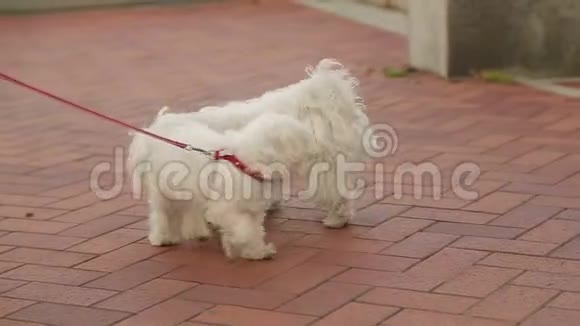 两只狗系着皮带互相认识人们喜欢和宠物散步视频的预览图