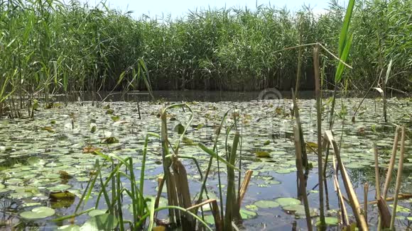 漂浮在湖面上的水生植物乌克兰视频的预览图