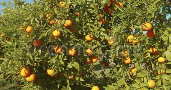 果园树上成熟多汁的橘红色山视频的预览图