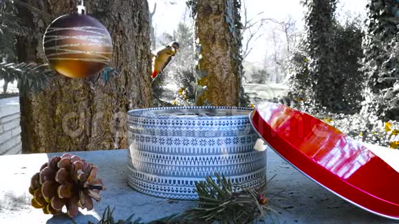 啄木鸟在冬天从礼品盒中啄食种子作为圣诞礼物视频的预览图