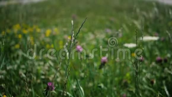 夏天雪兰花在草地上的田野上飞舞视频的预览图