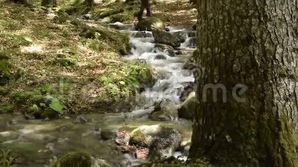 宁静的森林景观一个男人走在后台小河流瀑布落在岩石上视频的预览图