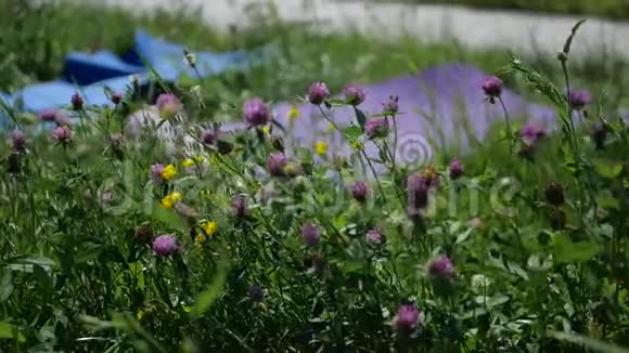 夏日的苜蓿花在田野上挥舞着瑜伽垫视频的预览图