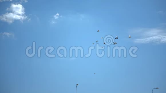 飞翔的鸽子在滑溜的天空中优雅地移动视频的预览图