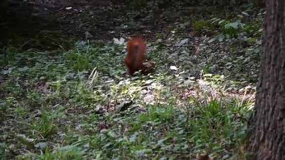 一只尾巴蓬松的松鼠藏在地上的坚果里视频的预览图